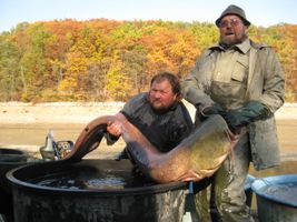 Sumec velký z ú.n.Hostivař 225 cm, 71 kg (1).jpg